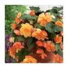 3 Begonia 'Sunray' Bulbs | Top Size | Cascading Flowers | Premium Quality -September Plants Shop BU0885 main 1 bbb7