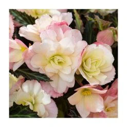 3 Begonia odorosa 'White Blush' Bulbs | Top Size | Cascading Summer Flowers | Easy to Grow