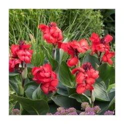 Canna 'Red Dazzler' Bulb | Top Size | Vibrant Red Blooms | Easy to Grow Flower Bulbs