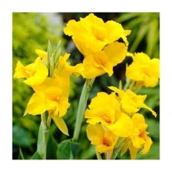 Canna 'Richard Wallace' Bulb | Top Size | Vibrant Garden Flower Bulbs