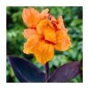 Canna 'Wyoming' Bulb | Top Size | Vibrant Orange Blooms | Easy to Grow Flower Bulbs -September Plants Shop BU0889 main 0423