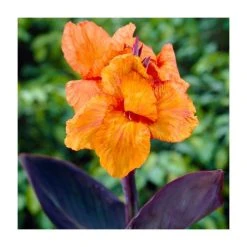 Canna 'Wyoming' Bulb | Top Size | Vibrant Orange Blooms | Easy to Grow Flower Bulbs