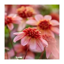 Dahlia 'Totally Tangerine' Bulb | Top Size | Vibrant Orange Blooms | Premium Flower Bulbs