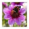 Dahlia 'Blue Bayou' Bulb | Top Size Summer Flowering Bulbs for Vibrant Gardens -September Plants Shop BU0891 main 6a5c