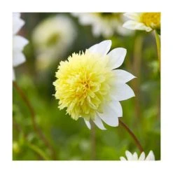 Dahlia 'Freya's Paso Doble' Bulb | Top Size | Summer Flowering Bulbs