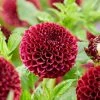 Dahlia 'Jowey Mirella' Bulb | Top Size | Premium Flower Bulbs for Vibrant Blooms