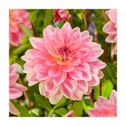 Dahlia 'Jowey Gipsey' Bulb | Top Size | Premium Flower Bulbs for Vibrant Blooms