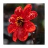 Dahlia 'Bishop of Llandaff' Bulb | Top Size | Premium Flower Bulbs for Vibrant Blooms -September Plants Shop BU0895 main a452