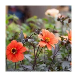 Dahlia 'Bishop of Oxford' Bulb | Top Size | Premium Flower Bulbs for Vibrant Blooms