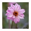 Dahlia 'Bishop of Leicester' Bulb | Top Size | Premium Flower Bulbs for Vibrant Blooms