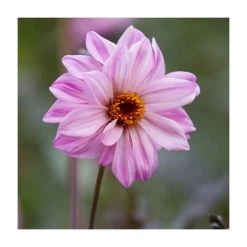 Dahlia 'Bishop of Leicester' Bulb | Top Size | Premium Flower Bulbs for Vibrant Blooms
