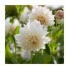 Dahlia 'Cafe au Lait' Bulb | Top Size | Premium Flower Bulbs for Stunning Blooms