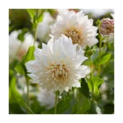 Dahlia 'Cafe au Lait' Bulb | Top Size | Premium Flower Bulbs for Stunning Blooms
