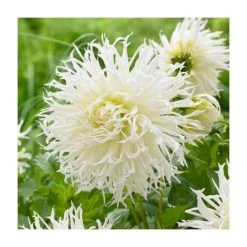 Dahlia 'Tsuki-yori-no-shisha' Bulb | Top Size | Premium Flower Bulbs for Vibrant Blooms