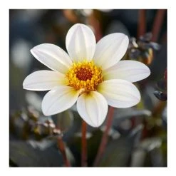 Dahlia 'Happy Days Cream White' Bulb | Top Size | Summer Flowering Bulbs