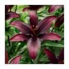 Lilium 'Blacklist' Bulb - Top Size Asiatic Lily | Premium Flower Bulbs for Stunning Blooms