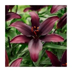 Lilium 'Blacklist' Bulb - Top Size Asiatic Lily | Premium Flower Bulbs for Stunning Blooms