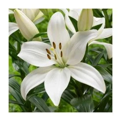 Lilium 'Kent' Bulb | Top Size Asiatic Lily | Summer Flowering Bulbs