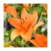 Lilium 'Orange Summer' Bulb | Top Size Asiatic Lily | Vibrant Orange Blooms | Easy to Grow -September Plants Shop BU0911 main e548