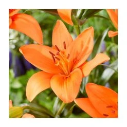 Lilium 'Orange Summer' Bulb | Top Size Asiatic Lily | Vibrant Orange Blooms | Easy to Grow