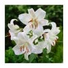 Lilium 'Casa Blanca' Bulb | Top Size Asiatic Lily | Premium Flower Bulbs for Gardens -September Plants Shop BU0912 main 9b1a