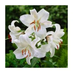 Lilium 'Casa Blanca' Bulb | Top Size Asiatic Lily | Premium Flower Bulbs for Gardens