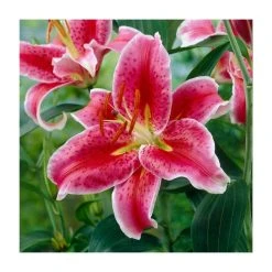 Lilium 'Stargazer' Bulb - Top Size Oriental Lily Bulbs for Stunning Garden Blooms