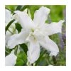 Lilium 'Lotus Beauty' Bulb | Top Size Oriental Lily | Summer Flowering Bulbs -September Plants Shop BU0914 main 0bb9