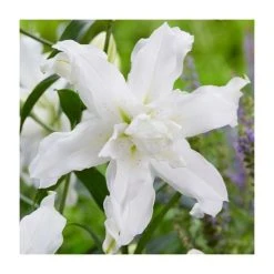 Lilium 'Lotus Beauty' Bulb | Top Size Oriental Lily | Summer Flowering Bulbs