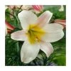 Lilium 'Regale' Bulb | Top Size Regal Lily | Premium Flower Bulbs for Stunning Blooms