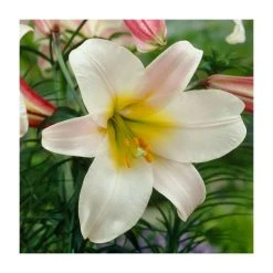 Lilium 'Regale' Bulb | Top Size Regal Lily | Premium Flower Bulbs for Stunning Blooms