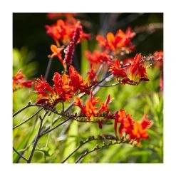 10 Crocosmia 'Lucifer' Bulbs | Top Size | Vibrant Red Blooms | Easy to Grow
