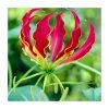 Gloriosa superba 'Rothschildiana' Bulb | Top Size Glory Lily | Premium Flower Bulbs -September Plants Shop BU0933 main c40d