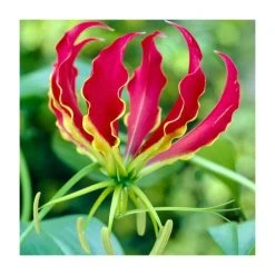 Gloriosa superba 'Rothschildiana' Bulb | Top Size Glory Lily | Premium Flower Bulbs
