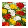 10 Freesia Double Mix Bulb | Top Size | Premium Flower Bulbs for Vibrant Blooms -September Plants Shop BU0937 main 96d5