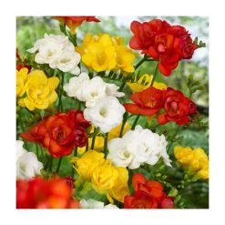 10 Freesia Double Mix Bulb | Top Size | Premium Flower Bulbs for Vibrant Blooms
