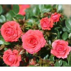 Birthday Wishes' Patio Rose - 5.5L Pot | Fragrant Rose Bush for Gardens & Patios