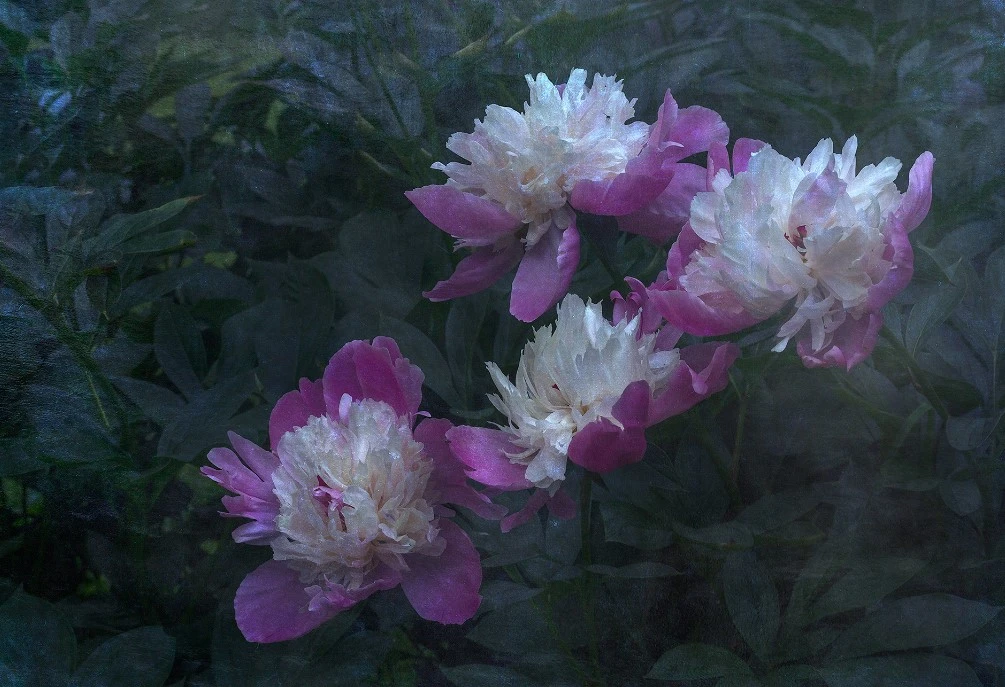 September Plants Shop -September Plants Shop Dingtalk 20230209140952