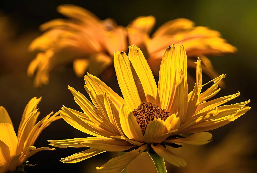 September Plants Shop -September Plants Shop Dingtalk 20230209141118