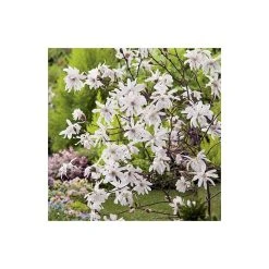 Magnolia Tree Collection | Stellata, Susan & Soulangeana - Premium Ornamental Shrubs -September Plants Shop P3COL6 add image 2 5ddb