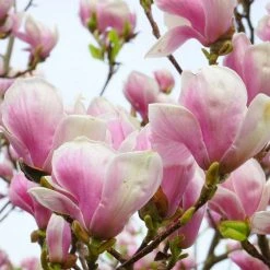 Magnolia Tree Collection | Stellata, Susan & Soulangeana - Premium Ornamental Shrubs -September Plants Shop P3COL6 add image 3 c7c2