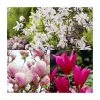 Magnolia Tree Collection | Stellata, Susan & Soulangeana - Premium Ornamental Shrubs