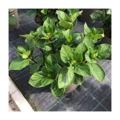 Hydrangea 'Rendez-vous Choco Chic' | 5L Pot | Stunning Flowering Shrub for Gardens