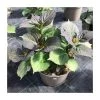 Hydrangea 'Rendez-vous Cocktail' | 5L Pot | Stunning Ornamental Shrub for Gardens -September Plants Shop P50120 main image 6b1d