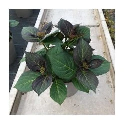 Hydrangea 'Rendez-vous Mademoiselle' | 5L Pot | Stunning Ornamental Shrub for Gardens