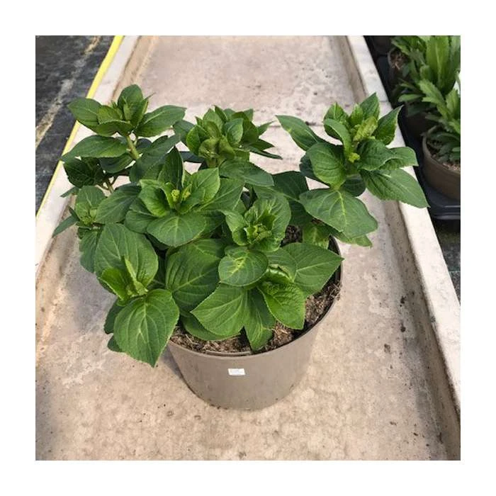 Hydrangea 'You & Me Forever Rose' | 5L Pot | Flowering Shrub for Gardens & Landscaping 3 Hydrangea 'You & Me Forever Rose' | 5L Pot | Flowering Shrub for Gardens & Landscaping