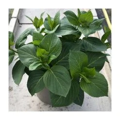 Hydrangea 'You & Me Romance Blue' | 5L Pot | Stunning Blue Blooms | Ornamental Shrubs