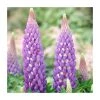 Lupin 'Persian Slipper' Perennial Plant | 5L Pot | West Country | Vibrant Blooms -September Plants Shop P50137 main image e7c2