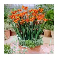 10 Crocosmia 'Emily McKenzie' Bulbs | Top Size | Vibrant Orange Blooms | Easy to Grow