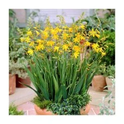10 Crocosmia 'George Davison' Bulbs | Top Size Summer Flowering Bulbs for Vibrant Gardens